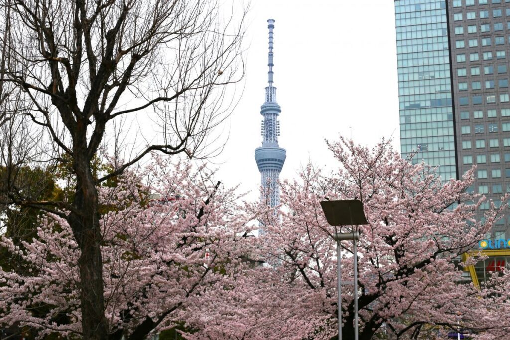 cherry-blosom-at-kinshi-park-sumida-1024x683-1