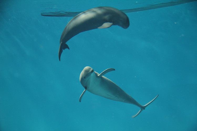 Dolphins © Miyajima Public Aquarium