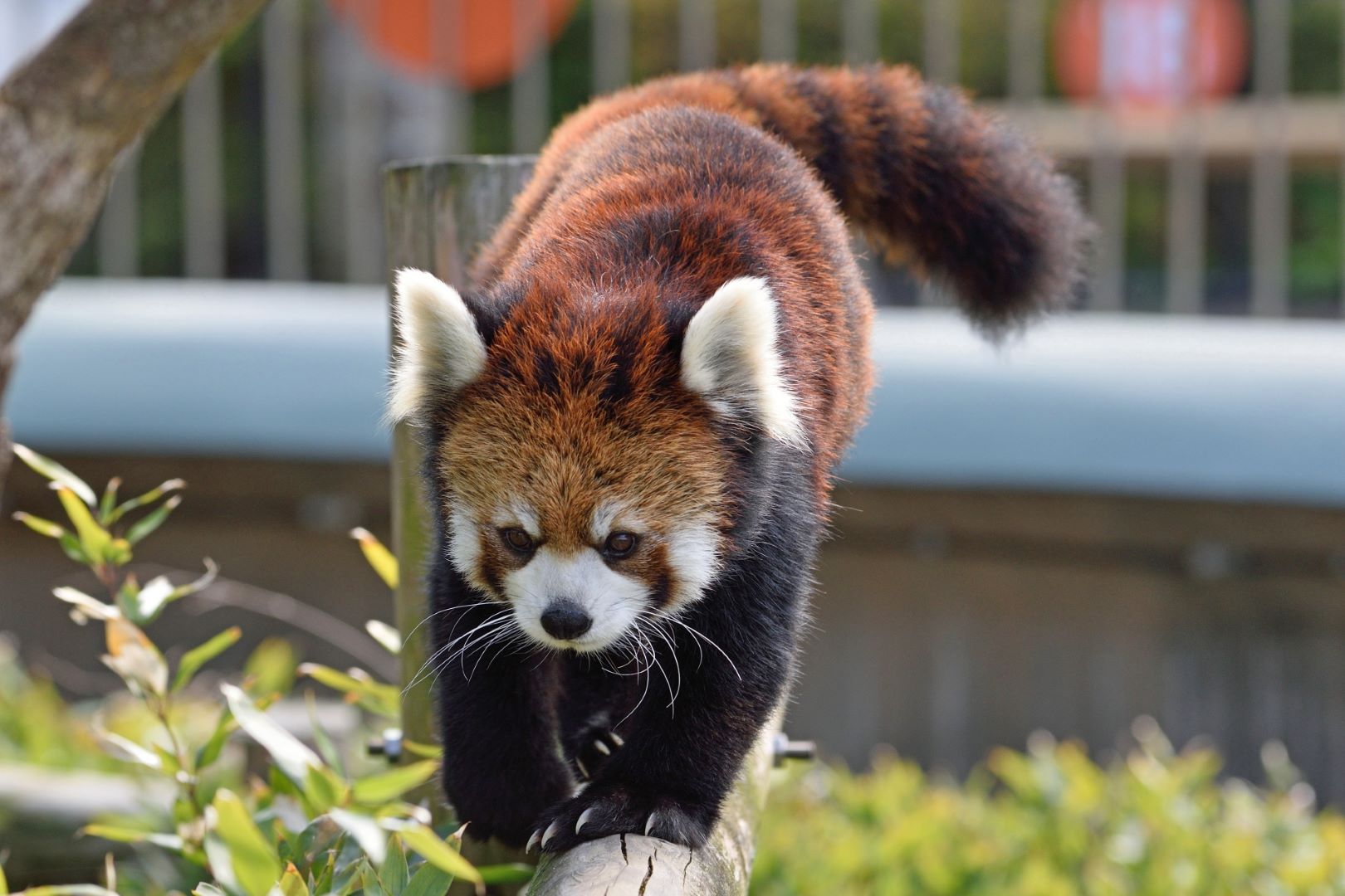 Fukuoka City Zoo Red Panda