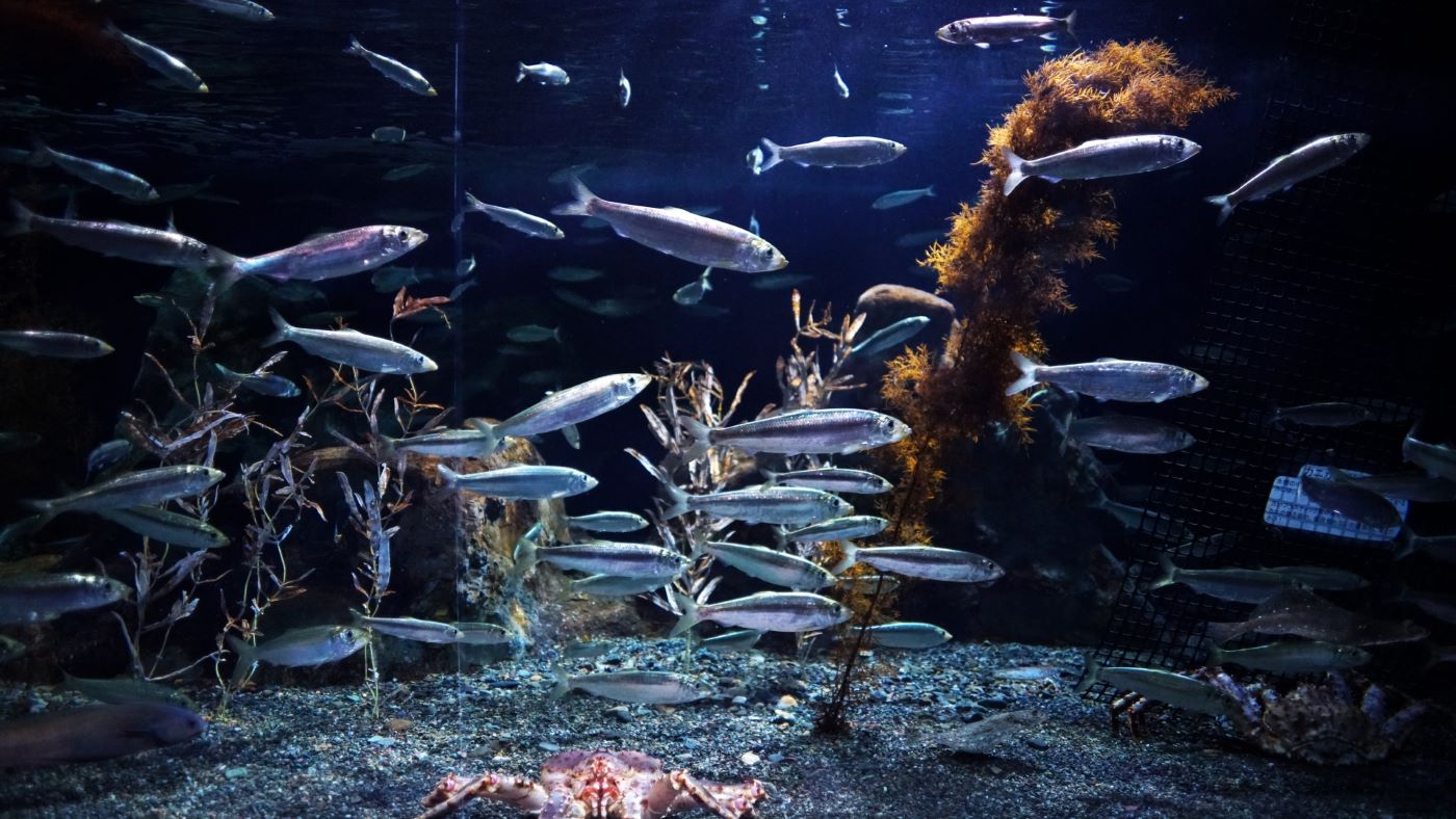 Otaru Aquarium
